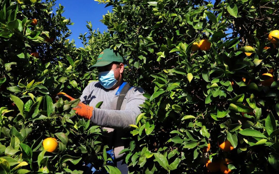 El repunte de las fincas agrarias