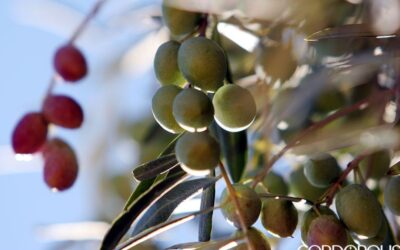 El sector agroalimentario cordobés superó en 2021 los 1.000 millones de euros en exportaciones