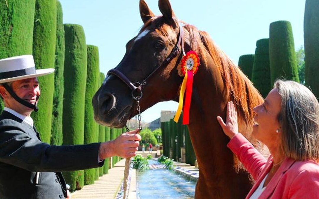 Córdoba acogerá el primer campeonato de España del caballo hispano-árabe