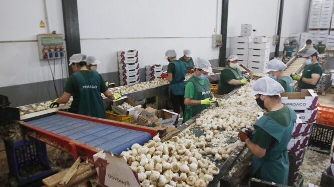 Córdoba registra más de 800 nuevas empresas en los primeros ocho meses del año, 10% más que en 2022